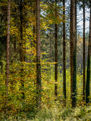 Fototapeta premium Wiederaufforstung nach Abholzung im Mischwald
