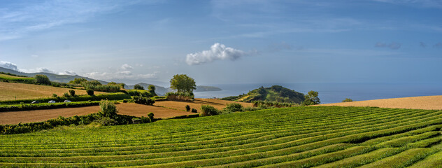 Panoramic view of the beautiful tea plantations of the Gorreana village at the edge of the Atlantic ocean, Rota do cha, S&atilde;o Miguel Island, Azores Islands, Portugal