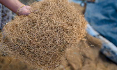 Holding Natural Coconut Fiber