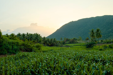 Indian Cornfield Sunset