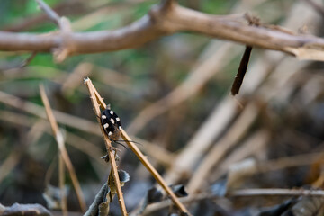 Spotted Stink Bug on Twig