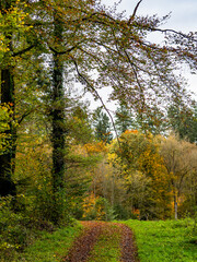 Waldweg im Herbst