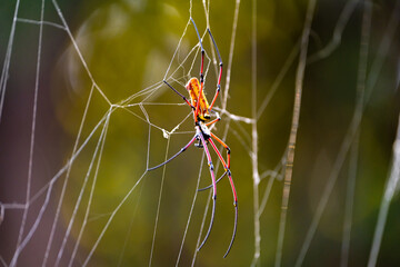 wild spider on a web