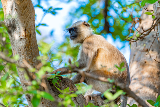 langoor