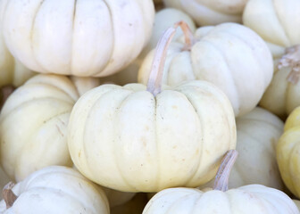 Close up on pile of Gooligan pumpkins freshly picked from the field. Sweet little hybrid pumpkins are pure white and deeply ribbed with the graceful shape of a miniature fairytale coach.