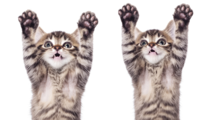 Funny Cats With Raised Paws Showcasing Quirky Expressions Generative AI