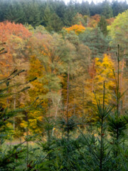 Fototapeta premium Wiederaufforstung nach Abholzung im Mischwald