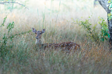 deer in the meadow