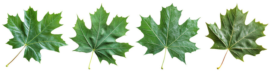 Fototapeta premium Four vibrant green maple leaves arranged in a row against a white background, showcasing their fresh, natural appearance and smooth texture.