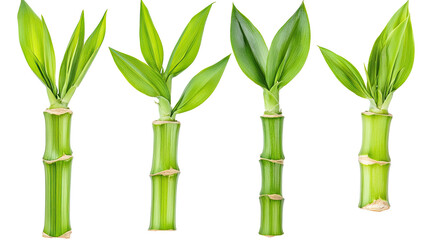 Macro Shots of Lucky Bamboo Plants Growing in a Natural Setting Generative AI