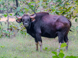 indian bison