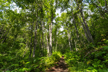 Alaska Dense Forest, Anchorage Alaska Hiking Trails, Native Trees