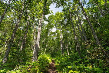 Fototapeta premium A dense forest near Anchorage, Alaska, teems with biodiversity, showcasing native plant life and rich natural ecosystems.