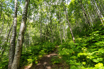 Fototapeta premium Forest landscape in Anchorage, Alaska, featuring lush summer greenery and native shrubs in a scenic natural setting