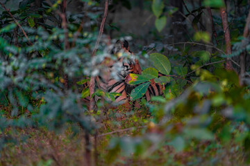 tiger hidden in bush
