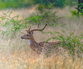 deer in the grass