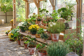 Pots with blooming flowers and plants on wooden shelves inside of greenhouse on sunny garden background. Natural greenery and garden elements. Gardening, floriculture, flower growing, hobby