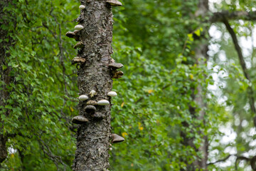 A patch of native Alaska mushrooms emerges from the damp forest floor in Abbott Loop Community Park, showcasing the rich and diverse flora of Anchorage’s boreal woodlands.