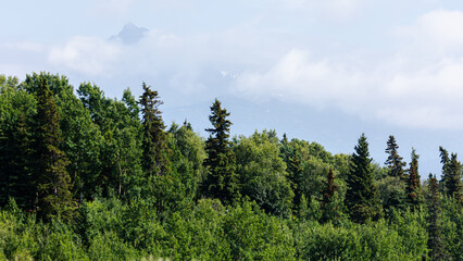 A lush summer forest in Anchorage, Alaska stretches toward mist-shrouded mountain peaks, showcasing the rich greenery of the subarctic wilderness.