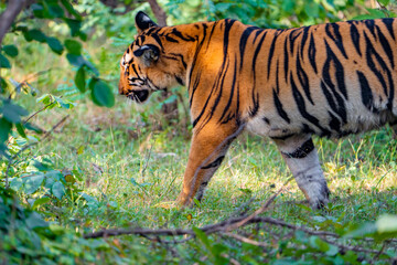 tiger in the grass