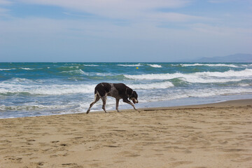 A dog walking along the seashore, against the background of waves and blue sky
