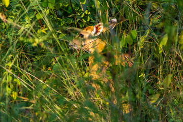 frog in the grass