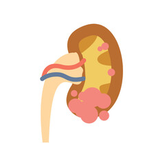 Kidney illustration in flat style, body part design of internal organs.
