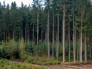 Wiederaufforstung nach Abholzung im Mischwald