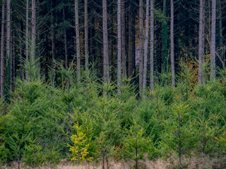Wiederaufforstung nach Abholzung im Mischwald