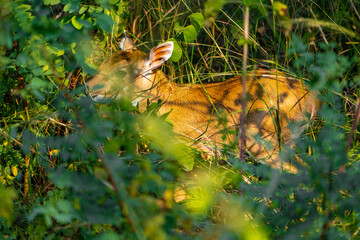 Nilgai in the grass