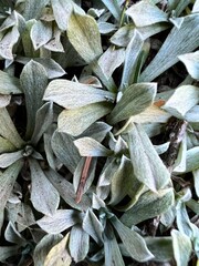 blue gray fuzzy plant leaves close up
