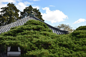 善峯寺　遊龍の松(護摩堂前)