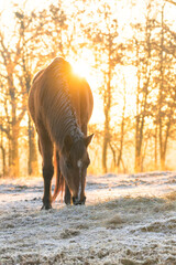 Arabian horse eating hay on a cold, frosty winter morning with sun rising behind her