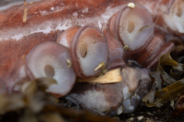 macro detail of octopus tentacle on beach