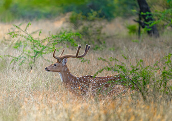 deer in the grass