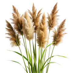Reed canary grass