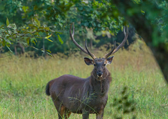 deer in the woods