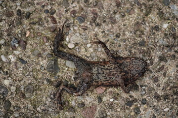 Dead, run over frog with distinctive skin pigmentation on a federal highway. Garbsen, Lower Saxony, Germany.