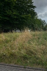 Overgrown Plot with Tall Grass | Verwildertes Grundstück mit hohem Gras