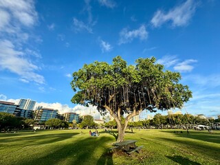Beautiful banyan tree in Oahu, Hawaii