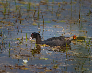 common coot duck playing in lake with her baby