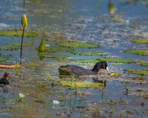 common coot duck playing in lake with her baby