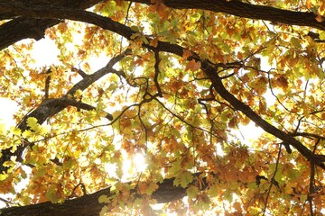 Beautiful tree with colorful leaves growing outdoors, low angle view