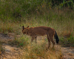 wild dogs in the forest