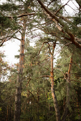 Fototapeta premium Lush forests featuring tall pine trees under a cloudy sky in autumn