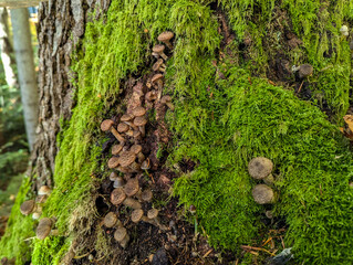 A vibrant tapestry of green moss and brown mushrooms unfolds on the tree stump, a testament to nature's beauty.