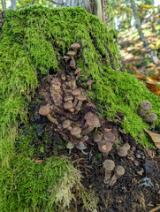 A cluster of brown mushrooms peeks out from beneath a thick layer of moss