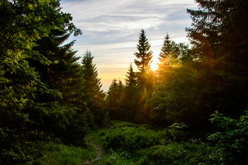 sunrise in the forest