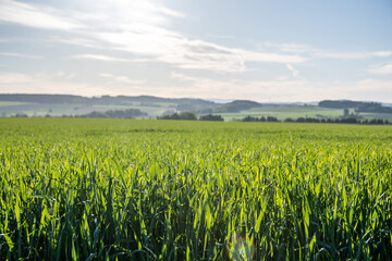 green field and sky
