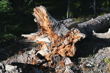 Uprooted Tree